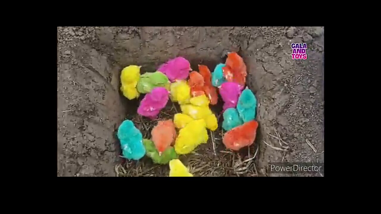 Color full chicks and farms in quality in rumble