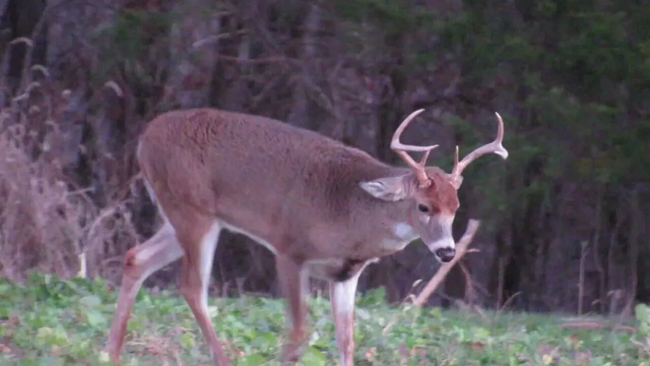 Clover plot vs. Brassica plot; 5 different bucks in the food plot, Illinois hunting land