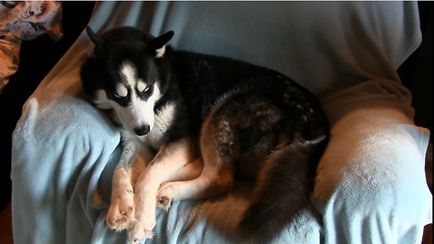 Husky Throws Massive Temper Tantrum Over Sitting In Owner’s Chair