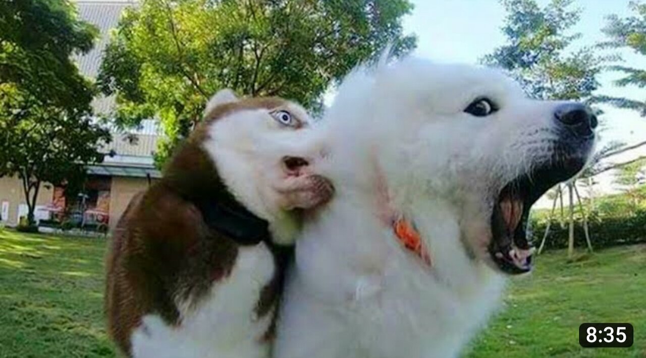 Life without a dog is incomplete 🤣Funny Dog Videos