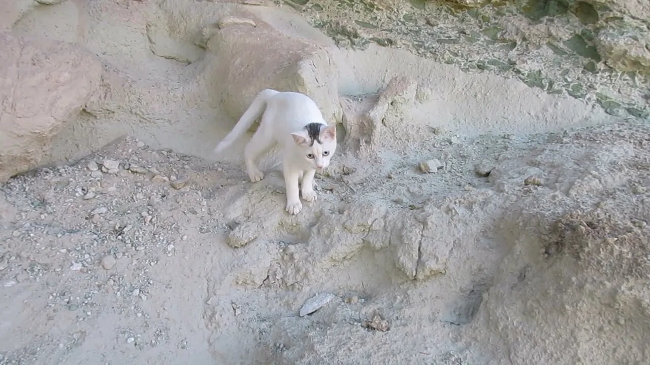 Our Cats #14: Pusspuss the Cat Chases Flowing Sand