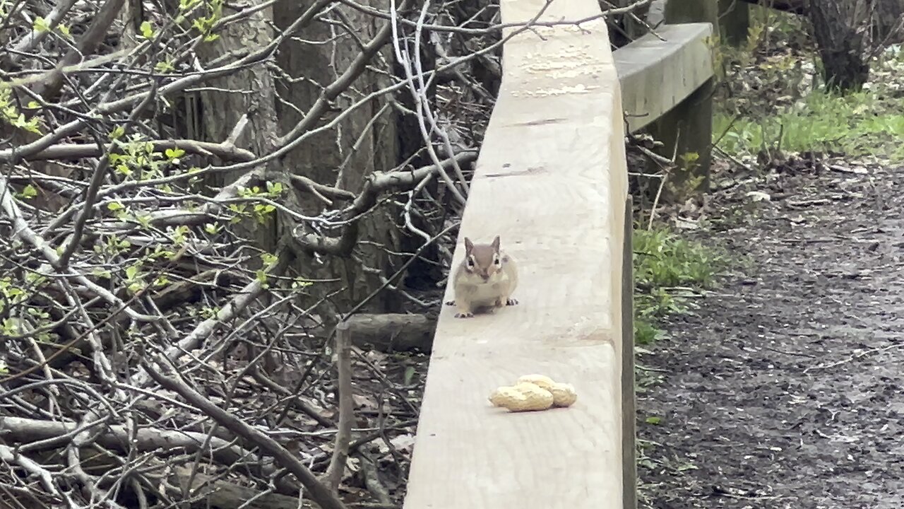 Chipmunk loves peanuts