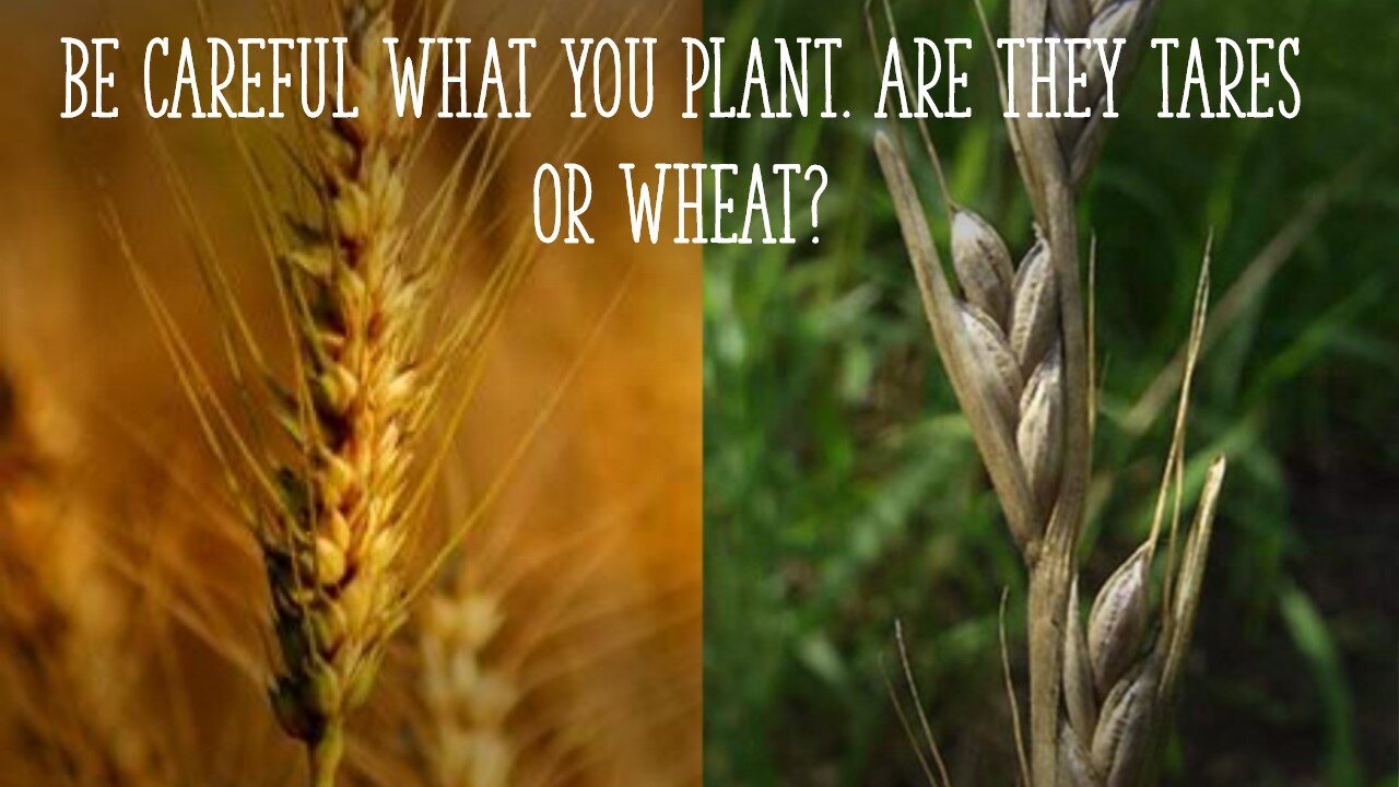 Be careful what you plant? Are they Tares or Wheat? - Pastor Jeff Payton