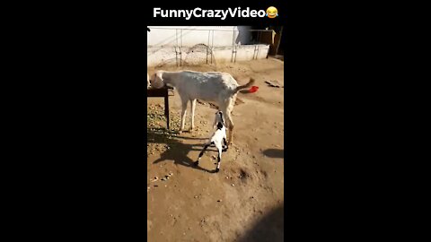 Mr FunnyCrazyVideo😂 Just Incredible Video Funny and Crazy #Like Follow for Follow 🥰