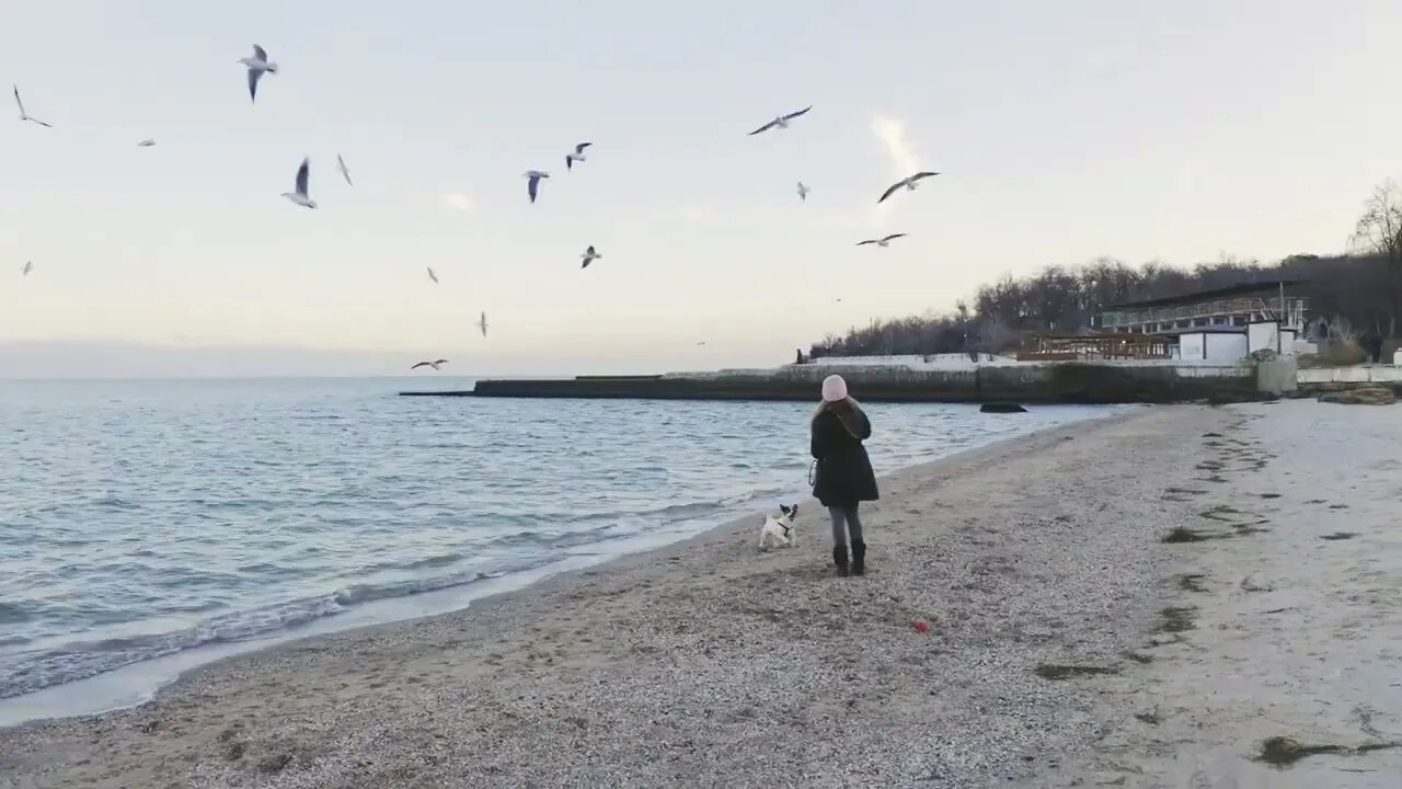 Young happy girl playing with Jack Russel terrier and feeding seagulls on a seaside in wintertime, t