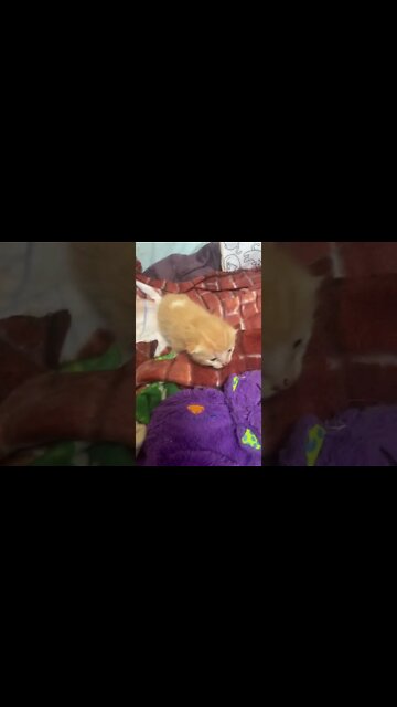 Kitten doing the Shakes - 10 days old