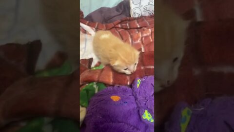 Kitten doing the Shakes - 10 days old