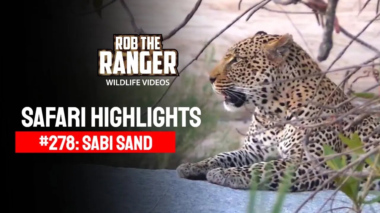 Safari Highlights #278: 03 - 05 July 2014 | Sabi Sand Nature Reserve | Latest Wildlife Sightings