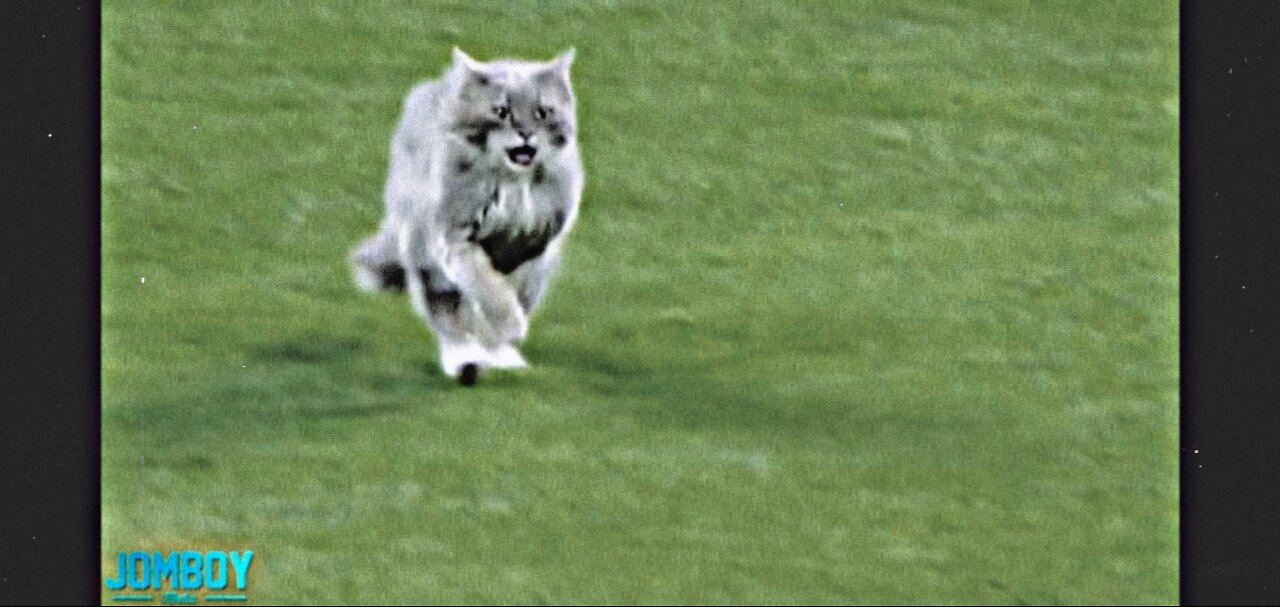 Cat on the field. A breakdown. Cat on #baseball field#