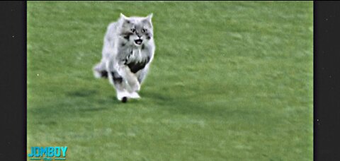 Cat on the field. A breakdown. Cat on #baseball field#