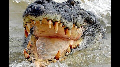 Biggest crocodile in the world 😳🐊