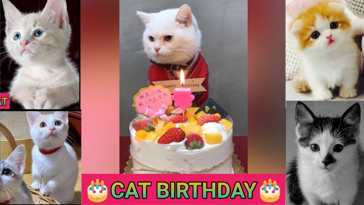 #बिल्ली_का_जन्मदिन #cat_funny_video #cat_birthday #cute_cat