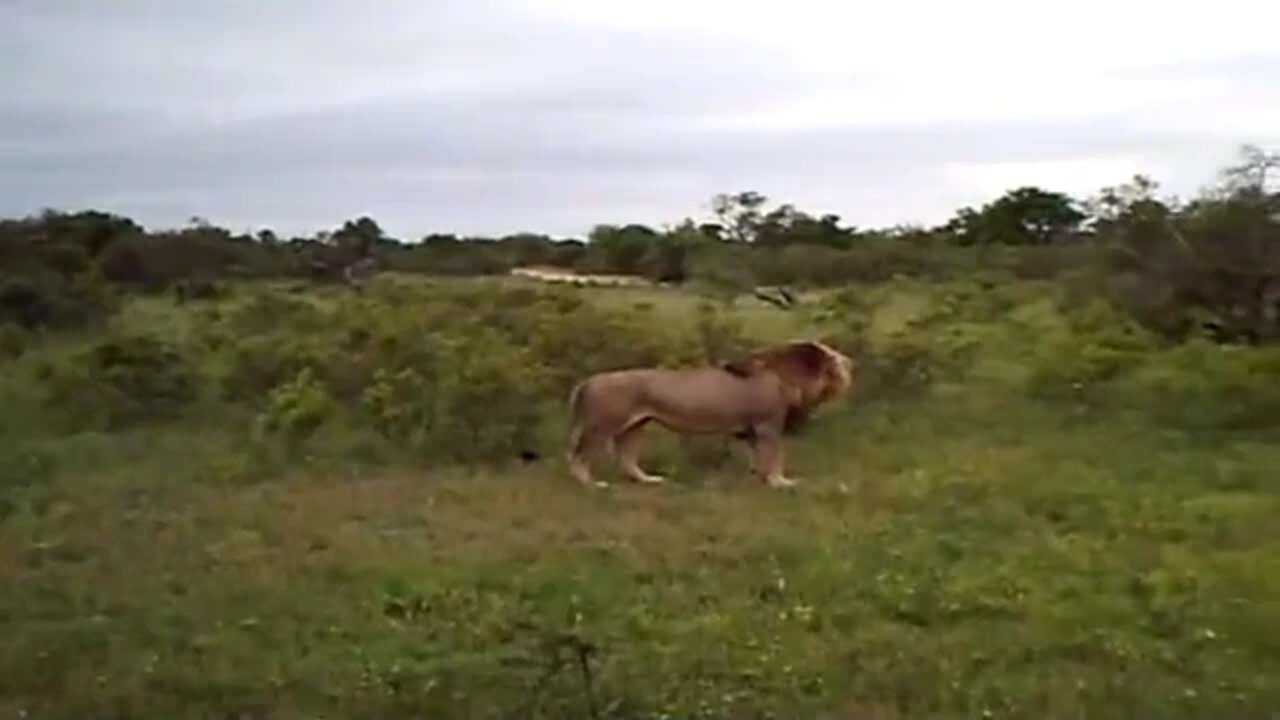 Another Great Lion Roar