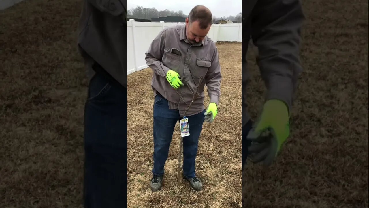 Topping and pruning a peach tree into a whip. #shorts