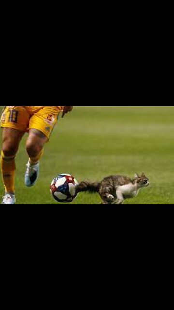 Animals Moments in Football 😍| Cutest Animals On Earth