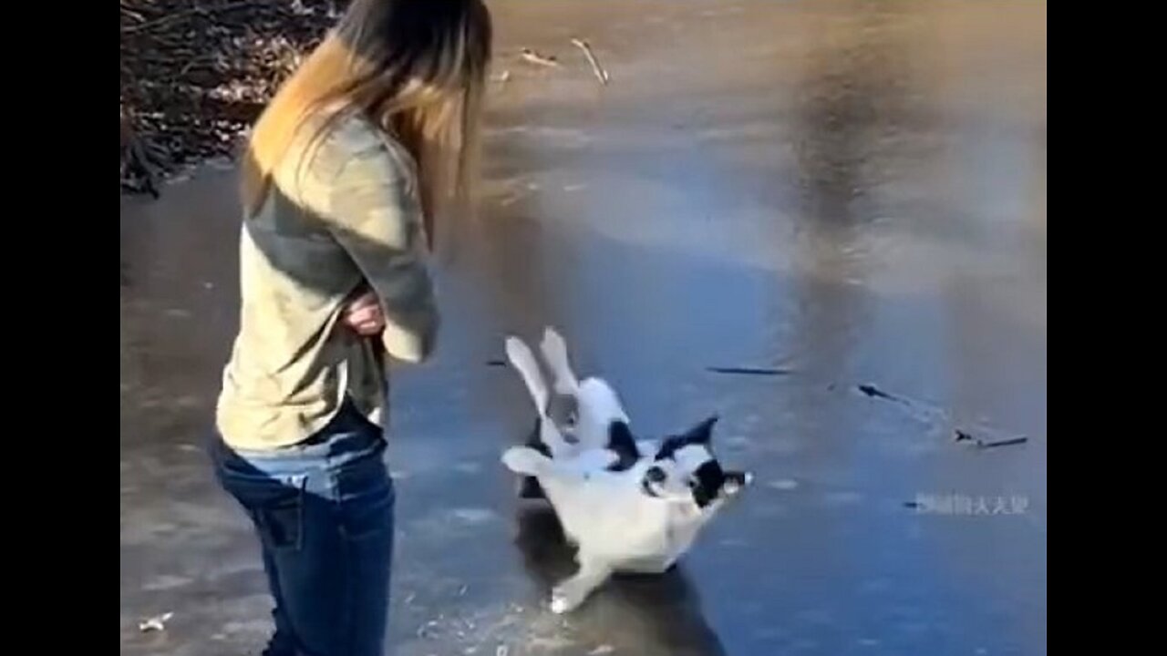 The dog overturned and lost face instantly