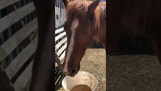 Little visits with Banjo the brumby Part II