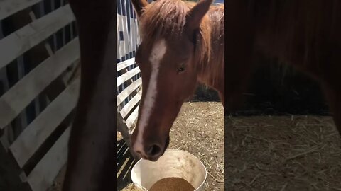 Little visits with Banjo the brumby Part II