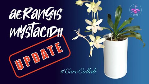 Aerangis mystacidii in Semi Hydro UPDATE | RESULT! #CareCollab