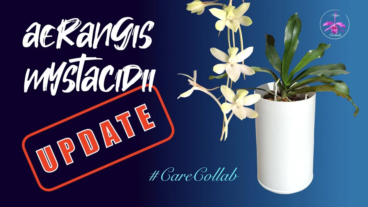 Aerangis mystacidii in Semi Hydro UPDATE | RESULT! #CareCollab