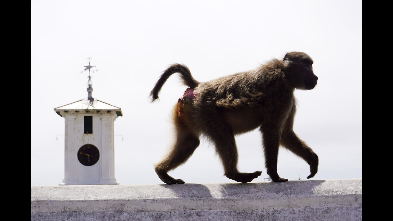 Baboon management inspires circular economy