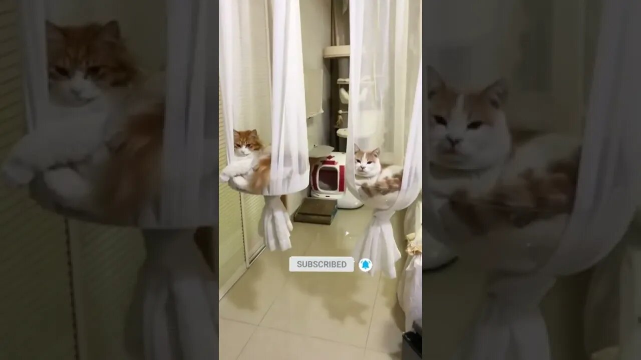 funny cat videos | cute cat videos| cute animals funny cats #shorts #shortsfunny #cutecat #funnycat