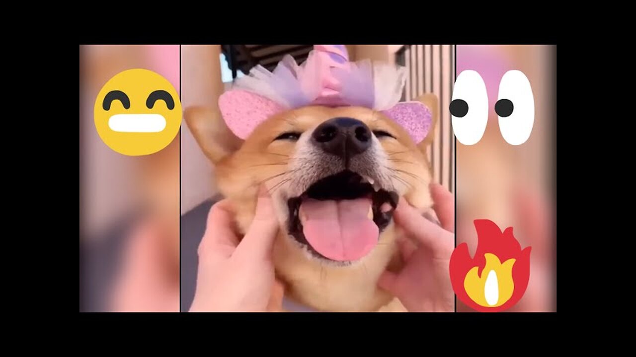 funny dog videos/funny animal prank