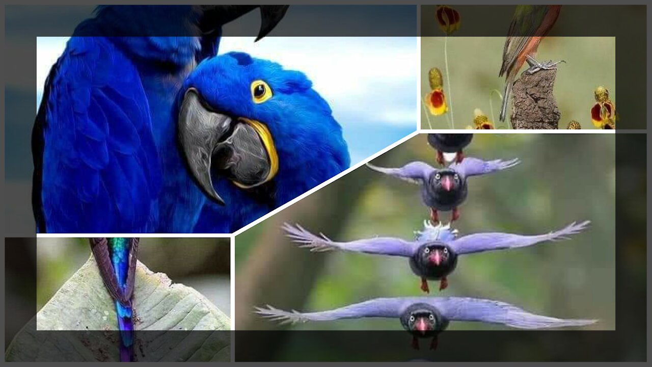 A selection of five of the most beautiful birds 💕🌷💕