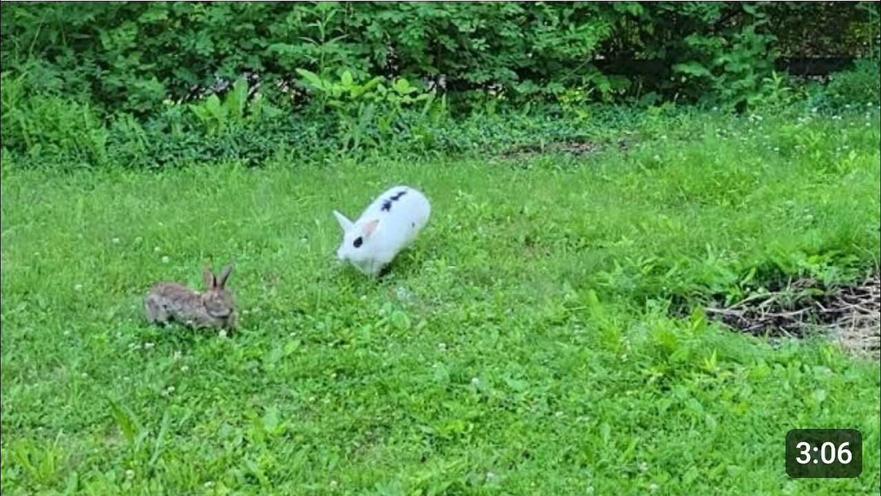 Pet rabbit meets wild rabbit for the first time