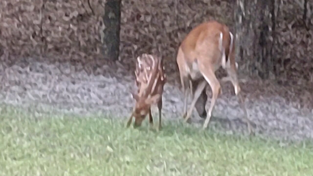 First FL Fawn