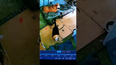 Waldo Watching His Show