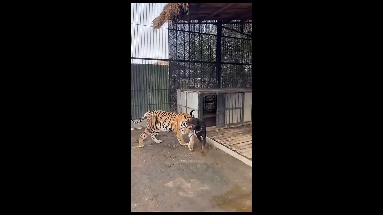 Dog and Tiger are best friends 🤩🤩 # animals