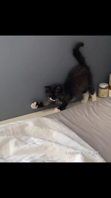 Too much nap attack for tuxedo kitty