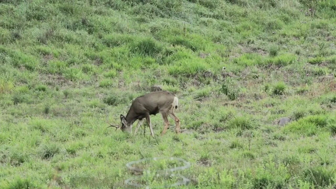 four point buck in a field