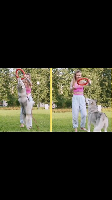 Funny dog|dig and animals 🐕🐕🐶 | #dog | #animals