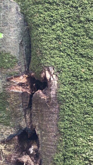 Honey Bee Hive In Tree