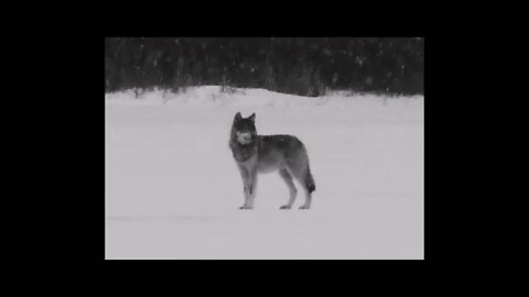 Wolf Sighting U.P.
