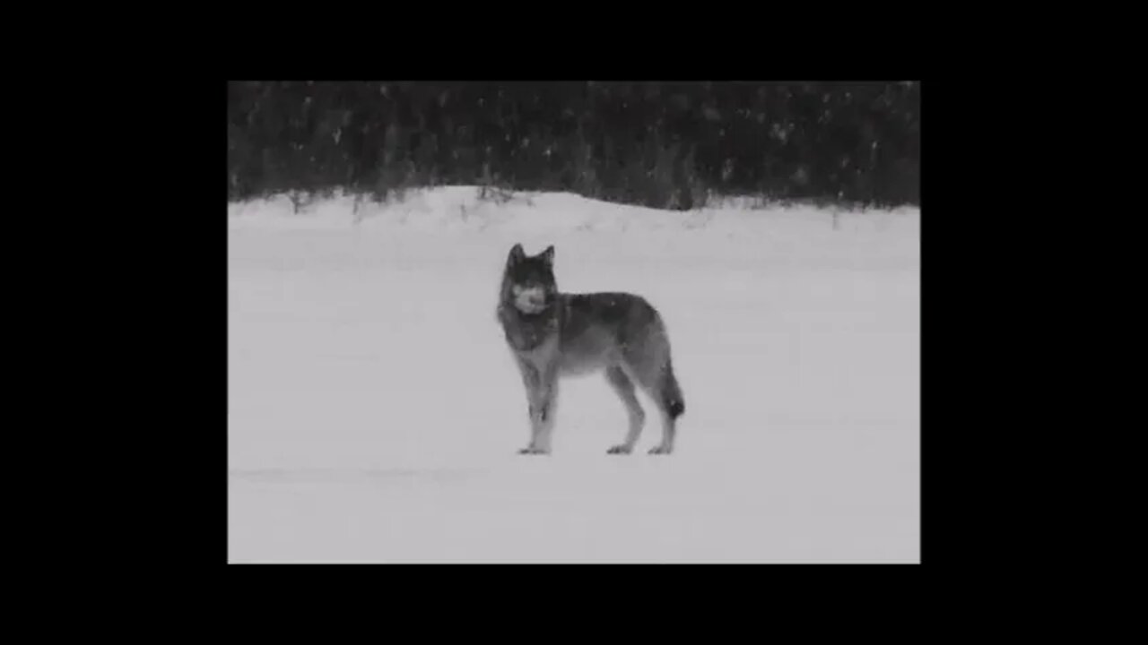 Wolf Sighting U.P.