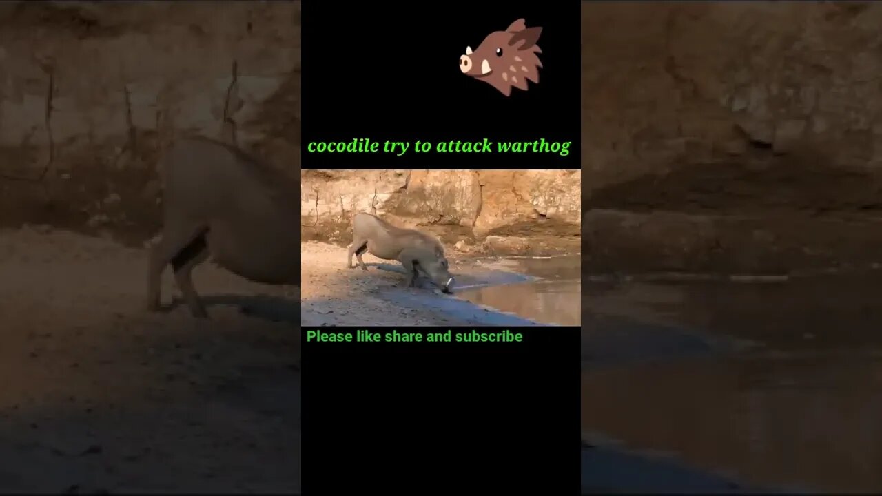 Cocodile attack to warthog #shorts #youtubeshorts #shortvideo