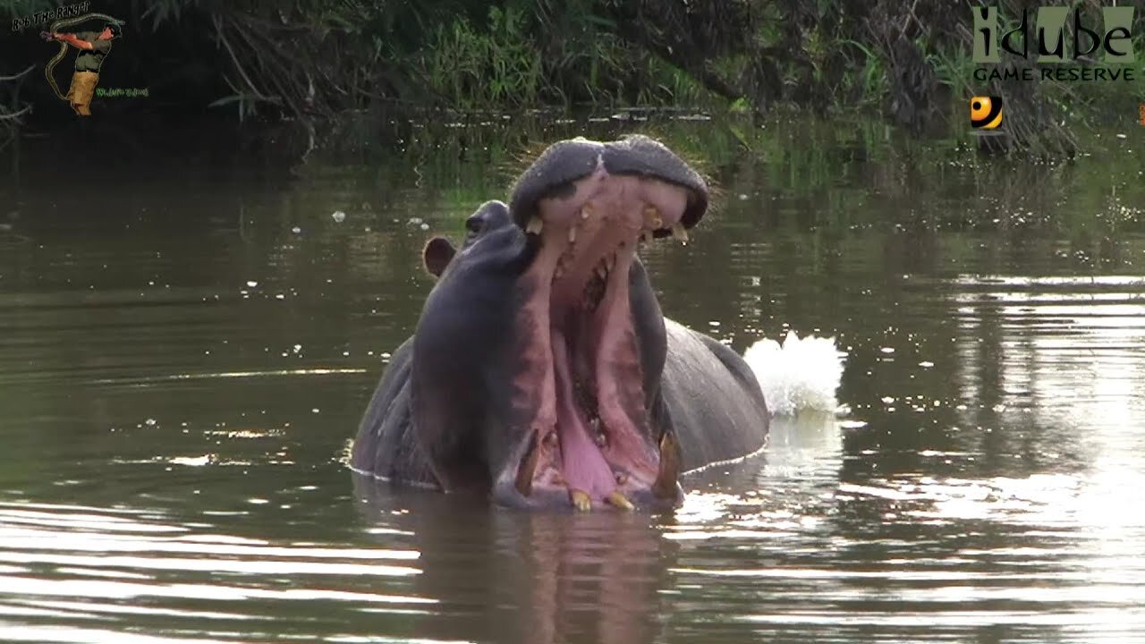 Slow-mo Hippo