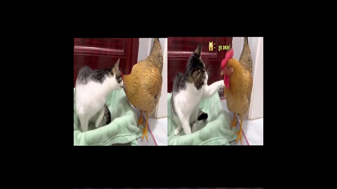 Watch Chicken and Cat Fight