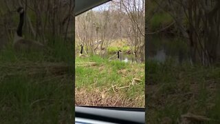 Canada Goose and Babies