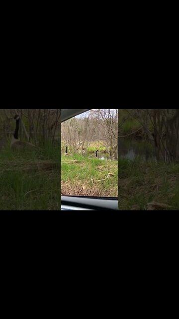 Canada Goose and Babies