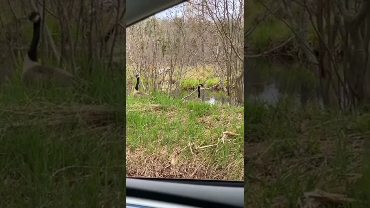 Canada Goose and Babies