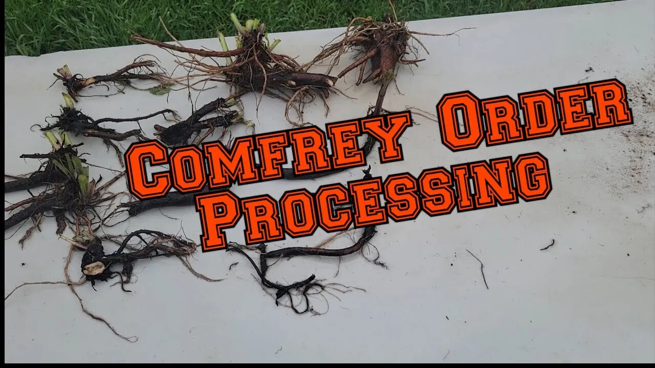 Comfrey Root and Crown Order Processing Sorry about the bad video