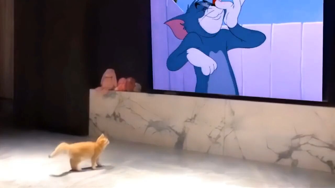 Real Cat watching Tom & Jerry