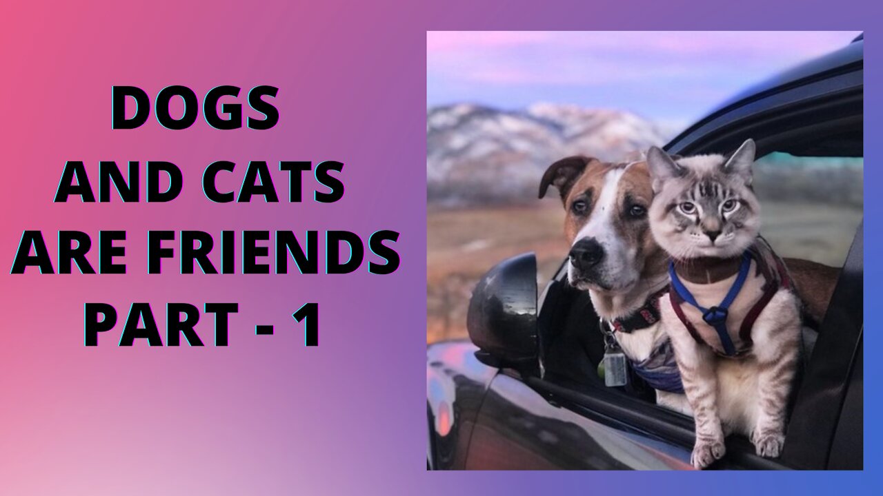 Dogs and cats are friends