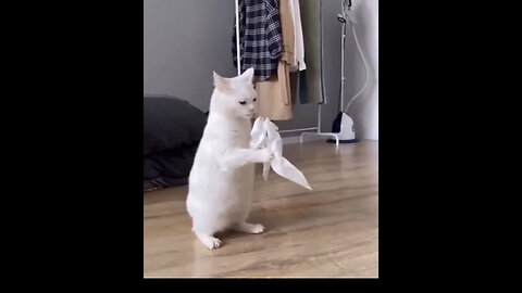 Cat 🐈 Dog 🐩 Funny Moments, Funniest Moments, Funny Video