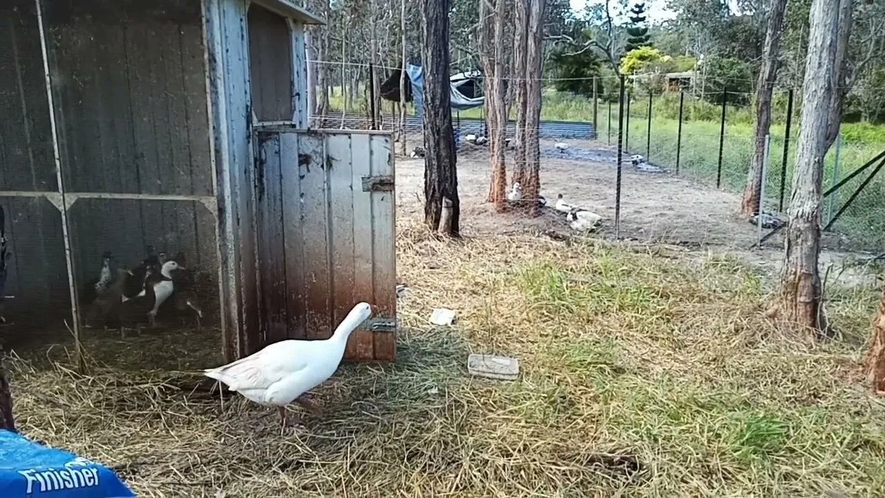 Letting the ducklings out for the first time . With geese to protect them 13th August 2022