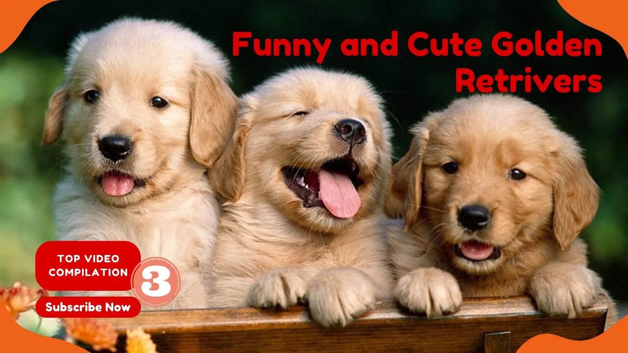 Funniest Dogs🐶|Videos Compilation 2022 Part 3 #funniestdogs #videoscompilation